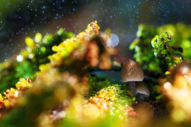  mantar açıklıkta, flora 