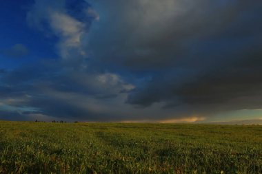 yol ve ağaçlarda bulutlu hava