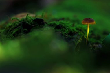 Flora, mantar açıklıkta 