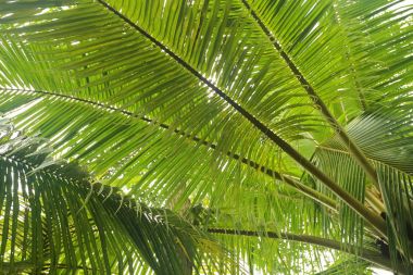 Ağaçlar ormanda, Asya 