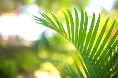 tropikal palmiye yaprağı