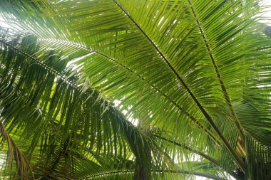 Ağaçlar ormanda, Asya 