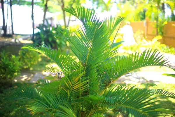 Palmblad på en solig dag — Stockfoto