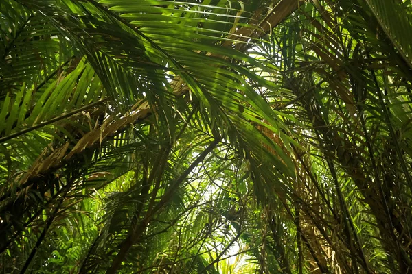 Árvores na selva, Ásia — Fotografia de Stock