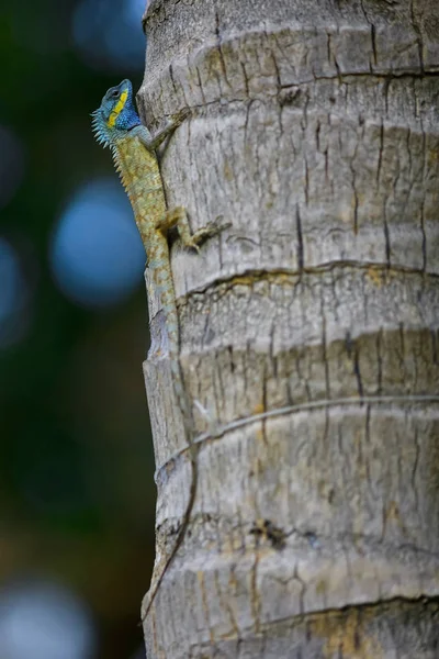 Lizard on the tree trunk — Stock Photo, Image