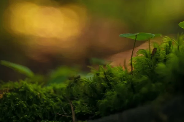 Pilze auf der Lichtung, Flora — Stockfoto