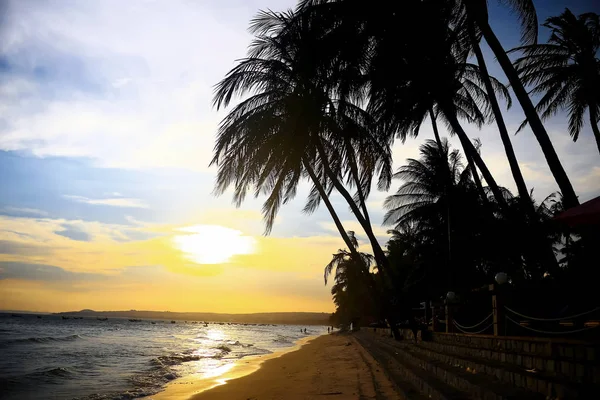 Palme al tramonto — Foto Stock