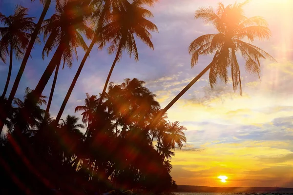 Palmeras al atardecer —  Fotos de Stock