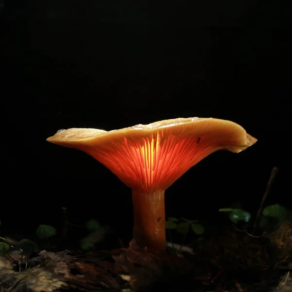 Pilz im Wald, Natur — Stockfoto