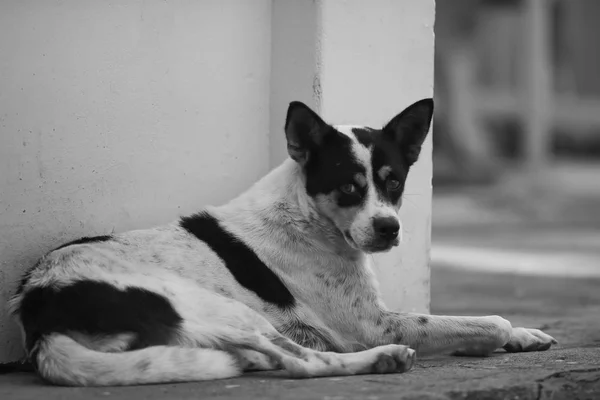 Sokakta yatan köpek — Stok fotoğraf