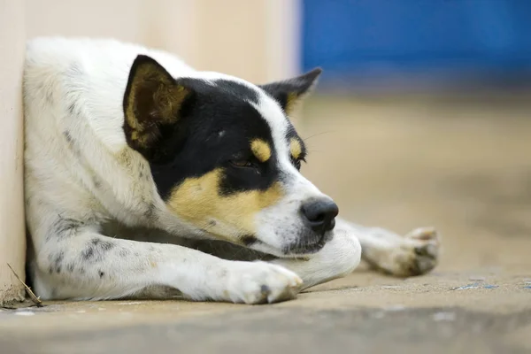 Cão deitado na rua — Fotografia de Stock