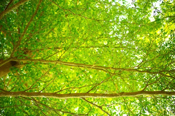 Árvore verde em uma floresta tropical — Fotografia de Stock