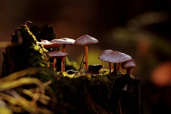 Pilze Wald Natur Saison schließen — Stockfoto