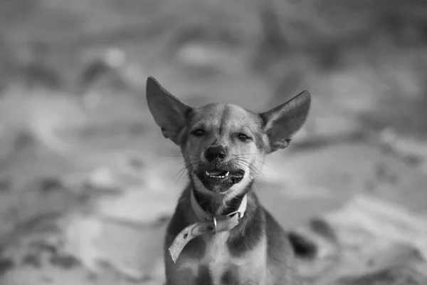 Cachorro solitário na praia — Fotografia de Stock