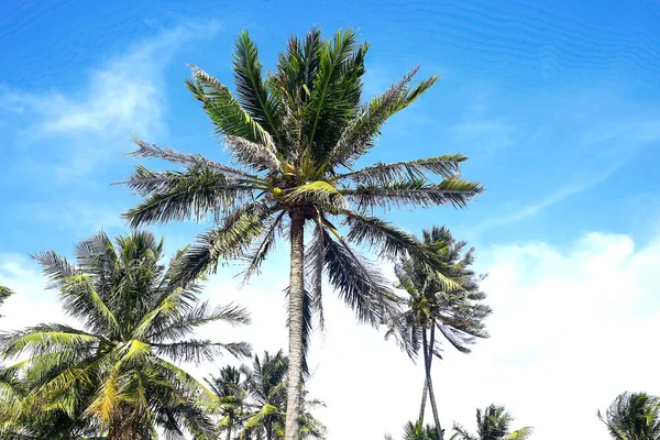 Palmiers tropicaux contre le ciel — Photo