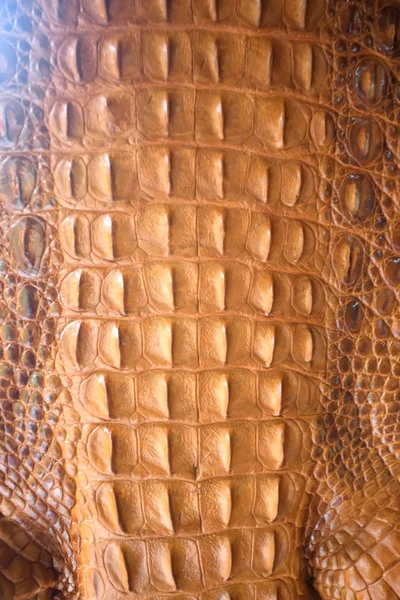 Gros plan sur la texture de la peau de crocodile — Photo