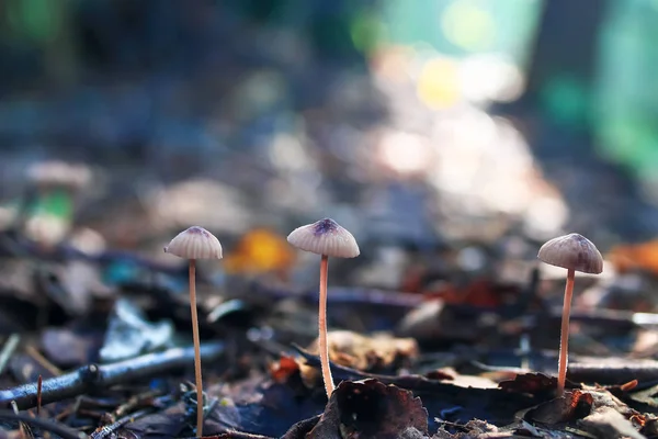 Houby na mýtině, flora — Stock fotografie