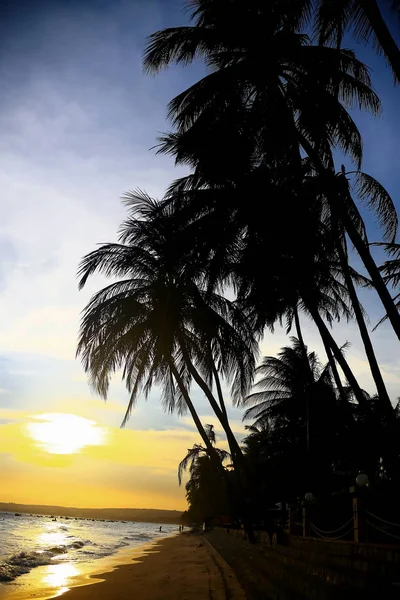 Palm trees at sunset — Stock Photo, Image