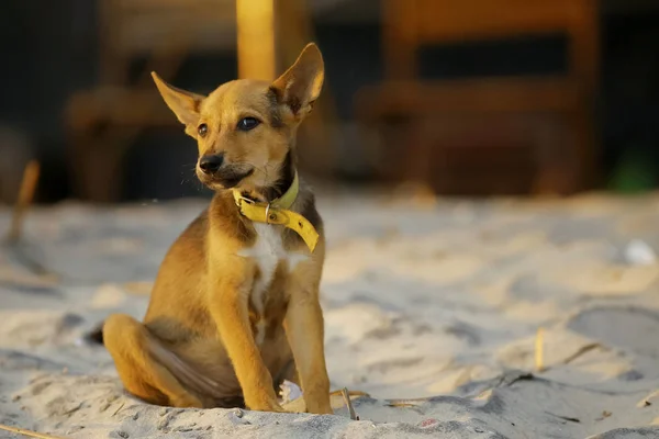Akşam sahilde köpek yavrusu — Stok fotoğraf