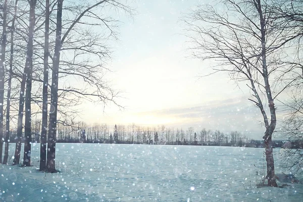Vinter område med träd — Stockfoto