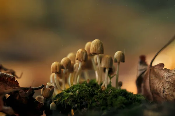 Mushrooms in the clearing, flora — Stock Photo, Image