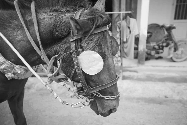 Лошадь в упряжке на улице — стоковое фото