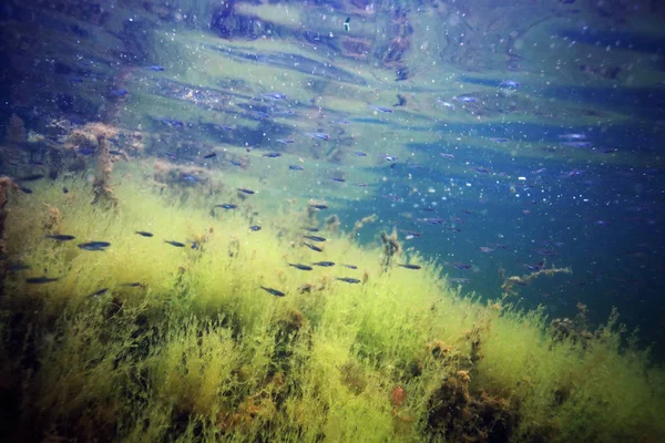 Під водою озера — стокове фото