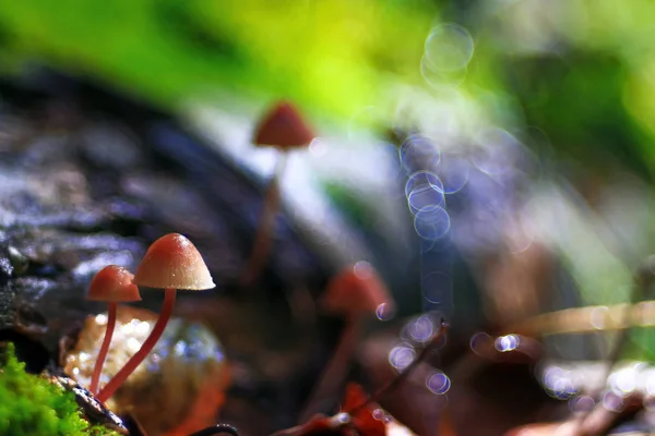 Cogumelos na clareira, flora — Fotografia de Stock