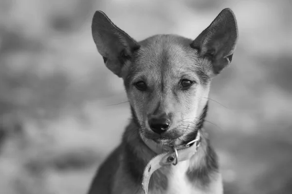 Sahilde yalnız köpek yavrusu — Stok fotoğraf