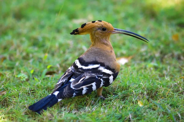 Птица на траве в тропиках — стоковое фото