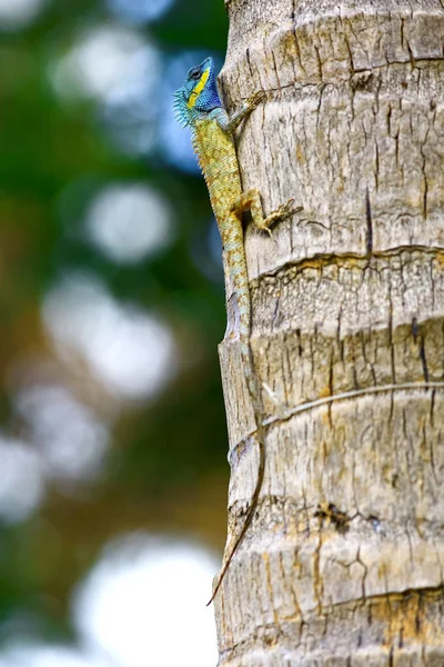 나무 줄기 위에 있는 도마뱀 — 스톡 사진