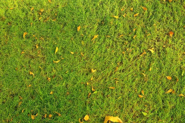 Grama verde em uma clareira — Fotografia de Stock