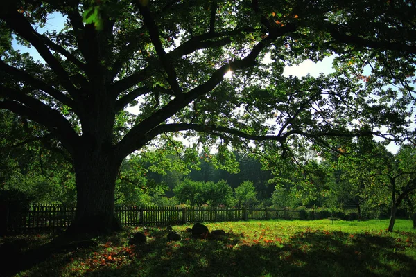 Debaixo da árvore grande — Fotografia de Stock
