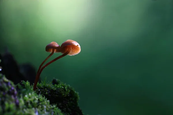 버섯 숲 자연 시즌 가까이 — 스톡 사진