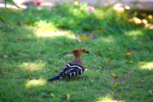 在热带地区的草地上的鸟 — 图库照片