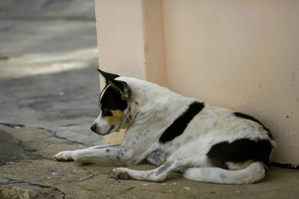 Dog lying on the street — Stock Photo, Image