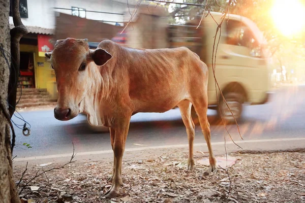 Vaca pela estrada com carro . — Fotografia de Stock