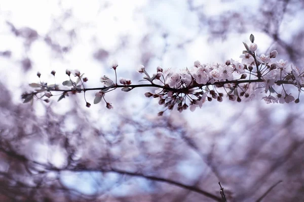 Ramo de árvore com flor — Fotografia de Stock