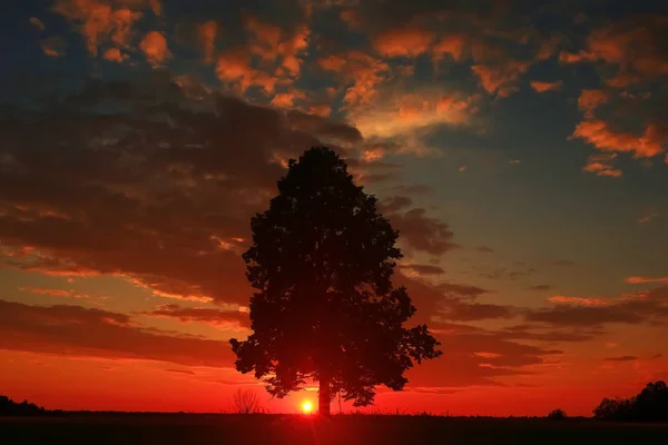 Ein einsamer Baum steht auf einem Feld — Stockfoto