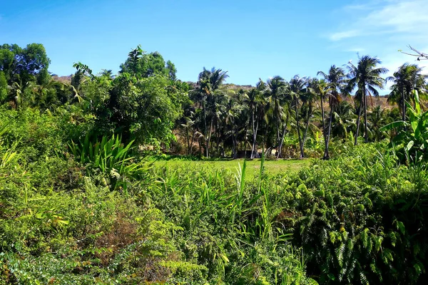 Густая растительность джунглей — стоковое фото