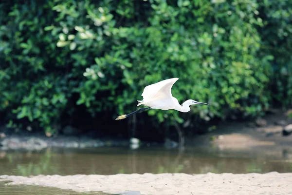Красивая белая птица — стоковое фото