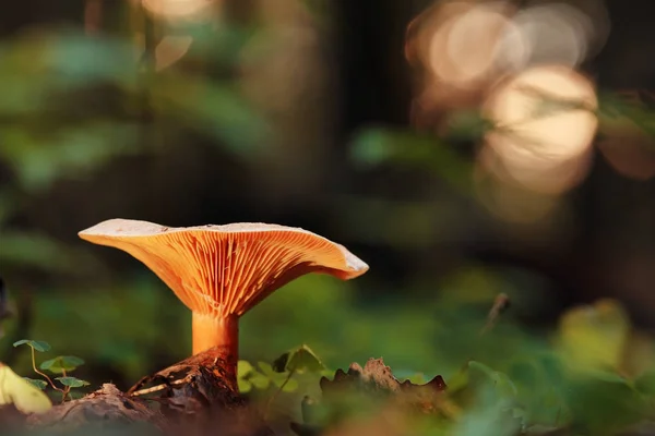 Gomba Forest, természet — Stock Fotó