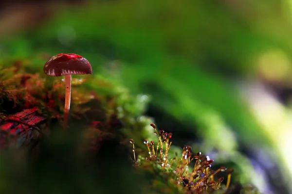 Flore, champignons dans la clairière — Photo