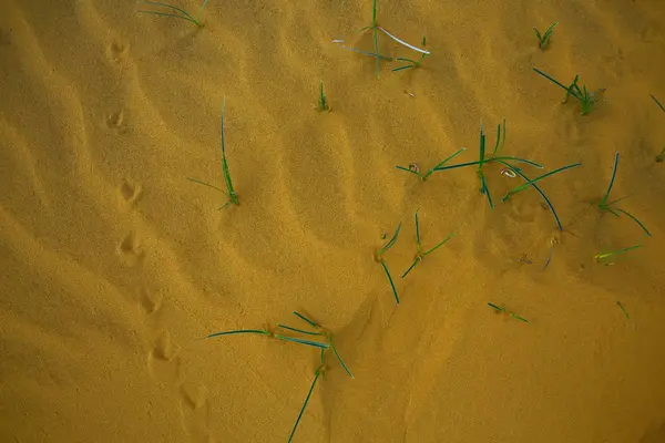 Текстура піску в пустелі — стокове фото