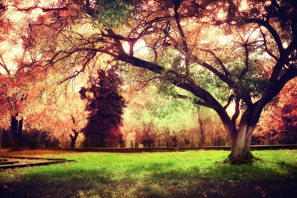 Prachtig park in de herfst — Stockfoto