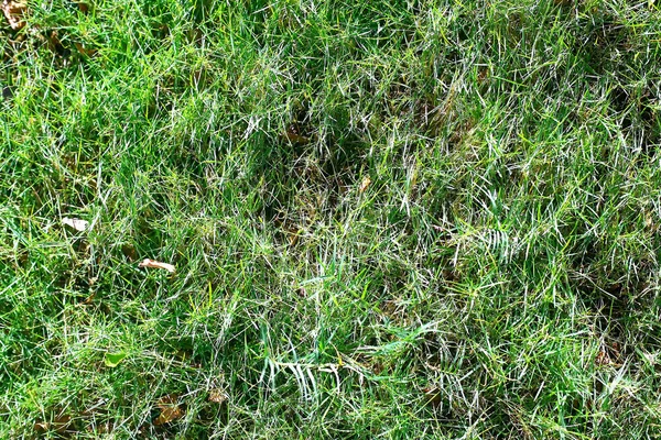 Grönt gräs på en glänta — Stockfoto