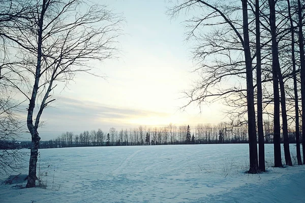 Fák a téli mezőt — Stock Fotó