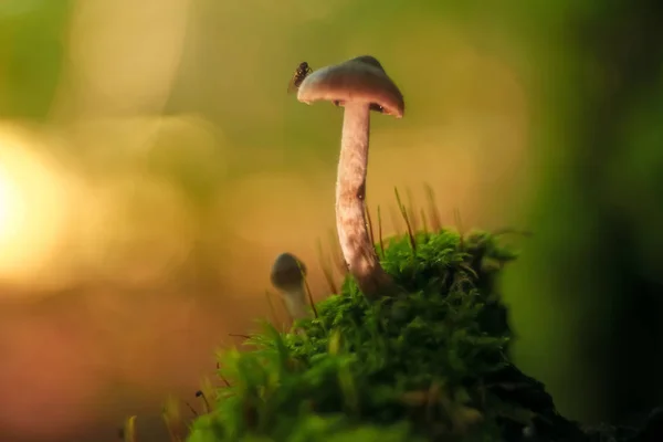 Flora,  mushrooms in the clearing — Stock Photo, Image