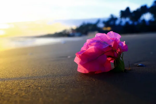 Kwiat na plaży — Zdjęcie stockowe