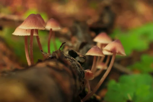 Cogumelos na clareira, flora — Fotografia de Stock